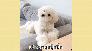 เพื่อนตัวน้อยแสนซน : เจ้าหมาสุดปุ๊กปิ๊ก