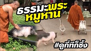 พระ หมู ห่าน อมยิ้มสุดซึ้งความรักของมนุษย์กับสัตว์ #ดูกี่ทีก็ซึ้ง