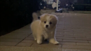 The little native dog Grandma won back by playing cards