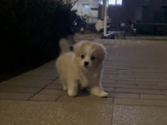 ลูกสุนัขพื้นเมืองที่คุณย่าชนะมาจากการเล่นไพ่