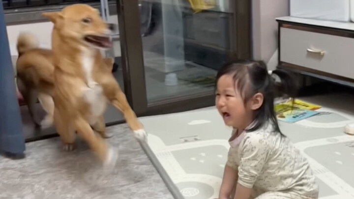 Mom, is this the comfort dog you got for me???