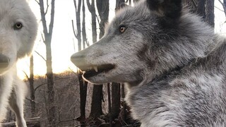 The grumpy little wolf who refuses to stick!