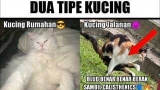 Kucing Jalanan Berak Sambil Calisthenics😈...