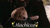 Hachicco full movie