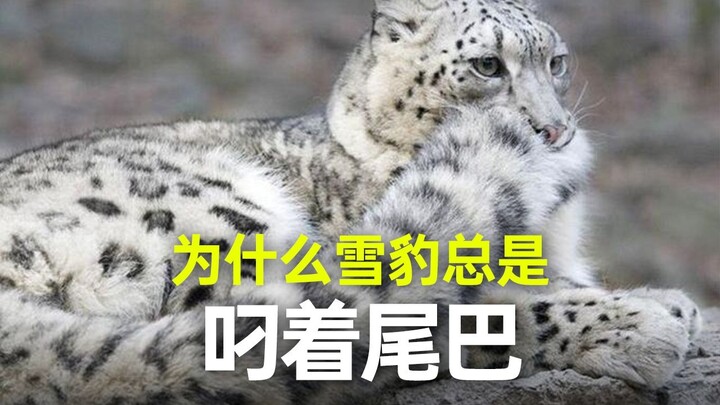 Tại sao báo tuyết lại ngậm đuôi trong miệng?