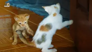 Short tail kitten chase a tiny kitten's tail so sweet