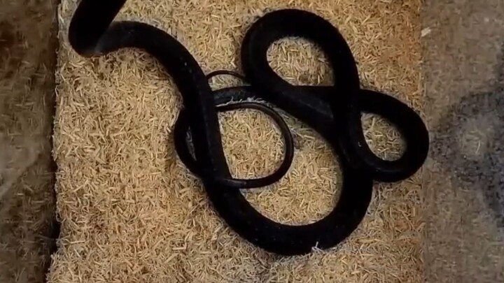 how to handle a cute black snake 🐍