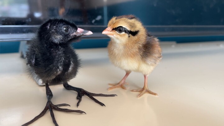 Gà con gây sự gặp phải đối thủ cứng cựa, lần sau nhất định không dám nữa!