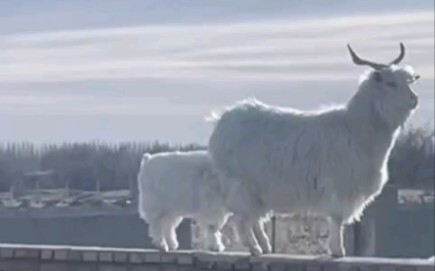 Mommy Sheep Teaches Baby Sheep to Climb onto the Roof and Cause Mischief