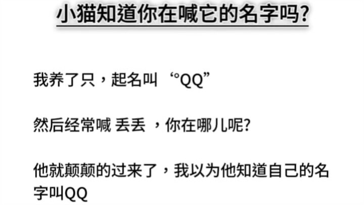 Mèo con có biết bạn đang gọi tên nó không?