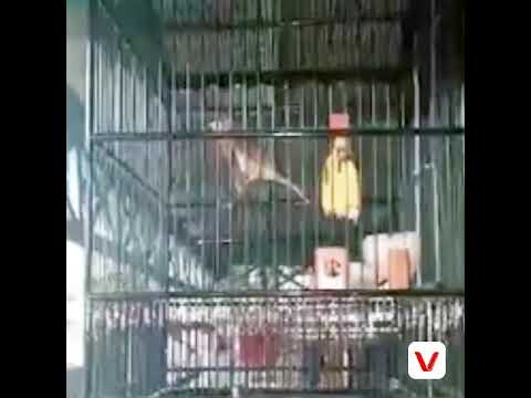 Terapi suara kapas tembak yang macet bunyi