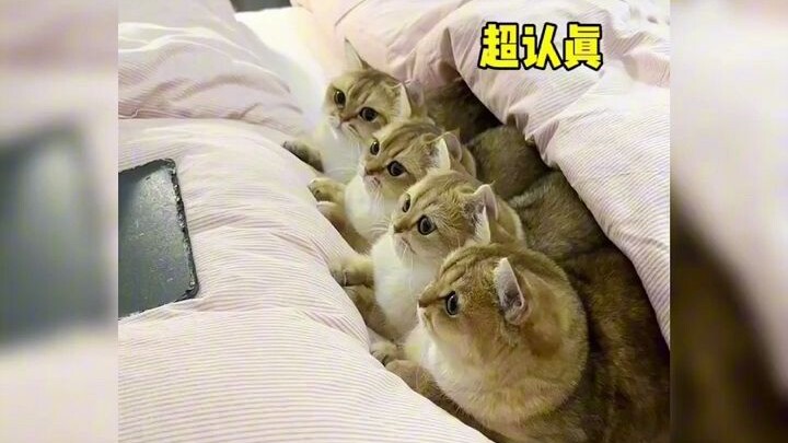 A Hall of Fame for Mischief! As expected, every place nurtures its own kind of cat.