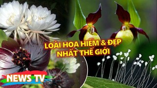 13 loài hoa hiếm và đẹp nhất thế giới