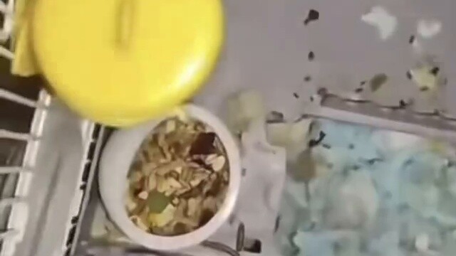 Hamster: I won't speak until my lawyer comes.