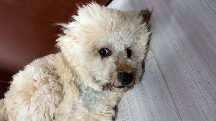 Không ngờ kẻ khắc tinh của chú cún nghịch ngợm lại là thứ này!