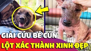 Hành trình 'GIẢI CỨU' và tìm lại 'SẮC ĐẸP' cho chú chó tên Cam khiến ai xem cũng xúc động | Gâu Đần