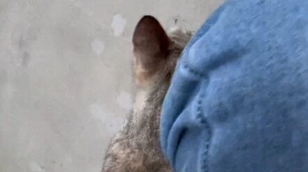 พ่อกำลังมาแล้ว เรื่องราวของฉันกับแมวจรจัด