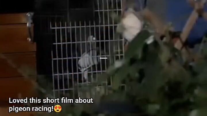 Pigeon Racing Short Movie Clip