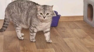 funny video cat