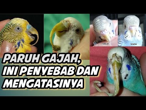 MEMOTONG PARUH GAJAH BEGINI CARANYA,  HOW TO TRIM PARROT BEAK