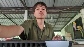 เพาะกล้าไปก่อน