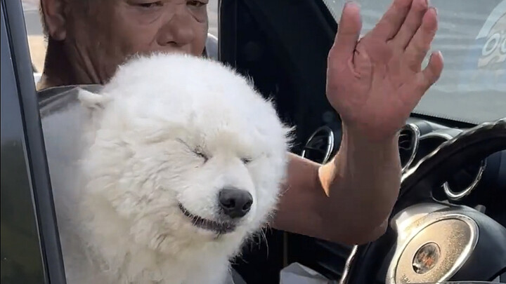 Anjing kecil, aku nih, sepertinya bakal kena pukul lagi nih!