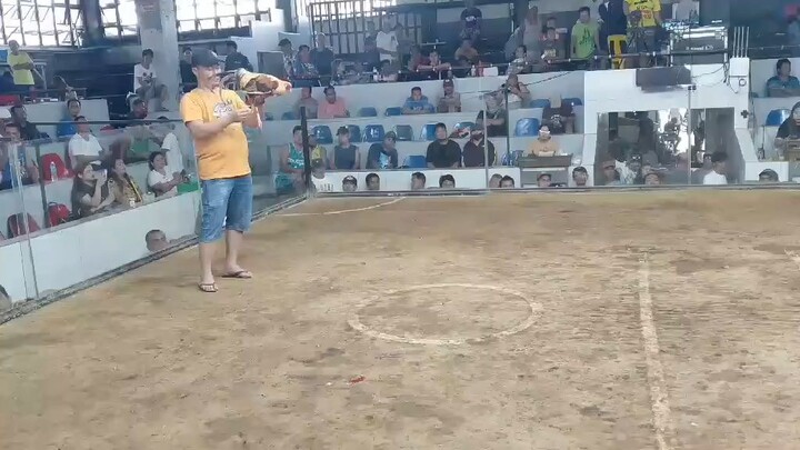 tabla si Goldy magaling den nakalaban