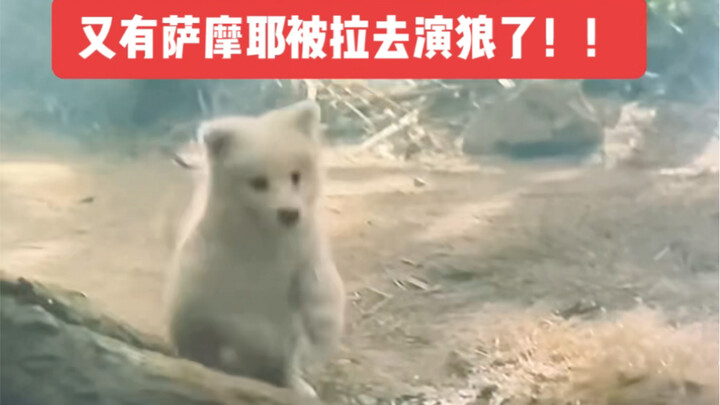 Hahaha, another Samoyed has been roped into playing a wolf again!!