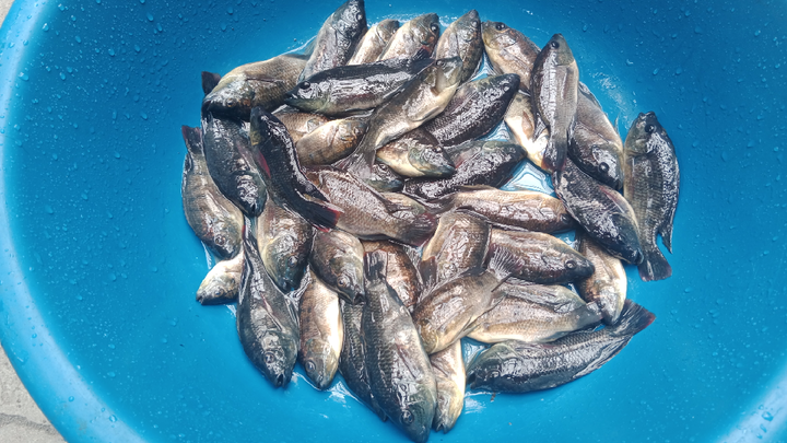 PANGANGAWIL SA LIKOD BAHAY