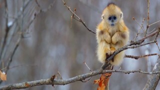 The aristocrat among monkeys, the national treasure Monkey King - Golden Monkey