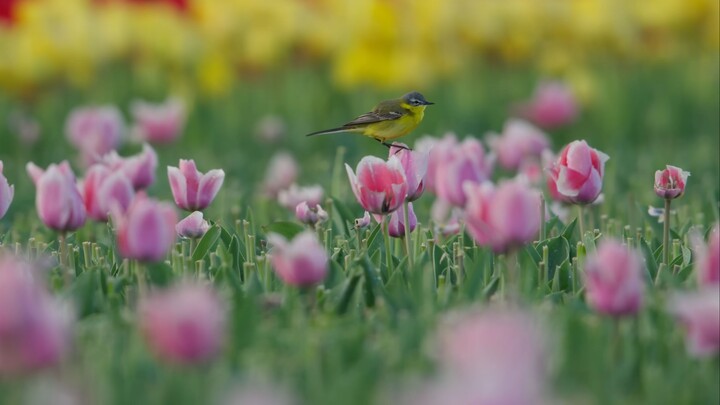 Spring. Nature Inspired Soundscape - 春天。受大自然启发的声音景观