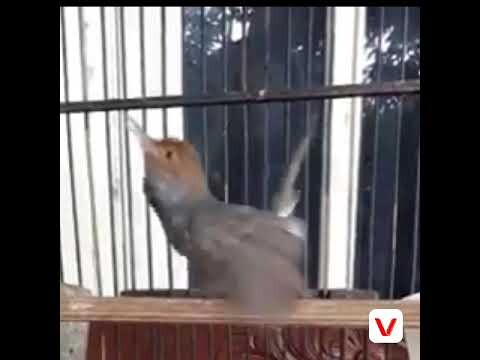 Suara ciblek merah perjak kelawu perenjak dayo nembak