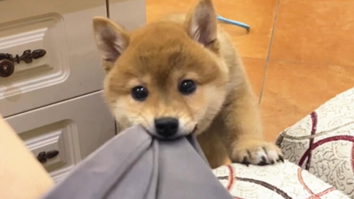 Anjing: Jangan nonton terus, tolong selamatkan aku!!