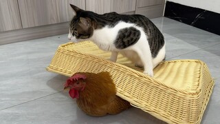 ครั้งนี้แม่ไก่ทำให้ลูกแมวรำคาญมาก และลูกแมวก็คลุมแม่ไก่ไว้ในกรงด้วยความโกรธ