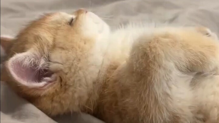 小猫：我在家里睡就不会被打扰啦！
