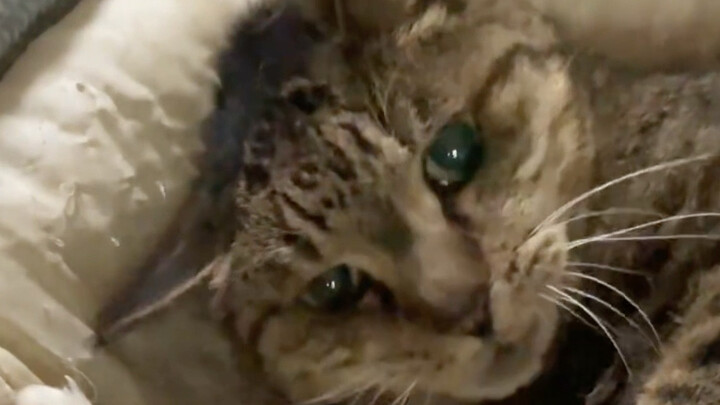 แมวอายุยืนวัย 20 ปี