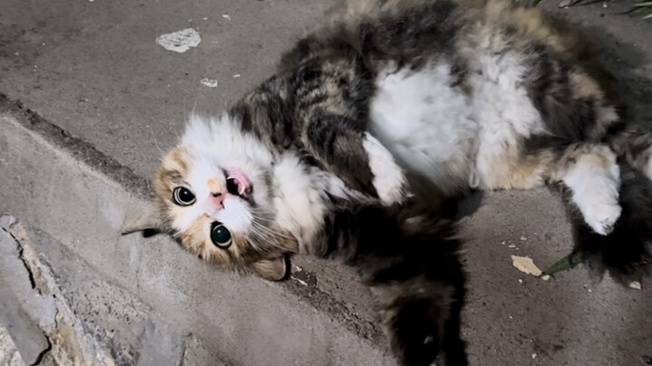 I coaxed the stray cat into becoming a placenta 😚