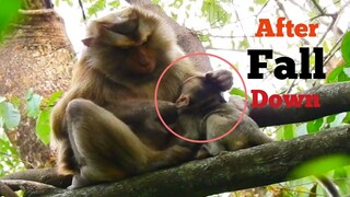 OMG!!, Pity Baby 's Situation After Falling Down, Why Pigtail Monkey Pull Head Baby Hurt​ Like This