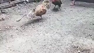 hennie vs bulik