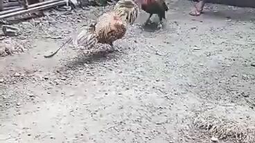 hennie vs bulik