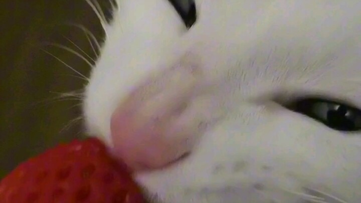 Kitty Devours Fragrant Strawberries