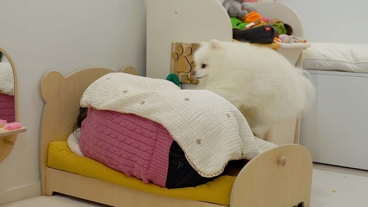 Who cares what kind of bed it is—this is definitely a little doggy's bed!
