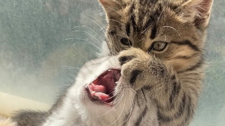 Mèo không giành được gậy chọc mèo nên tức đến mức co giật!