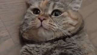 Kucing terus berbunyi, tidak bisa menemukan sakelarnya