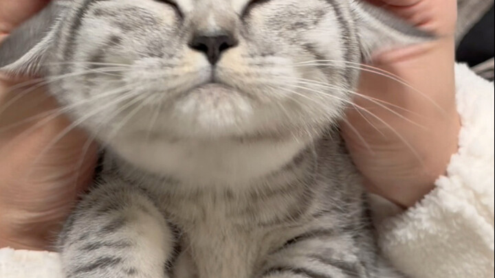 All fancy cats are raised with lots of petting!