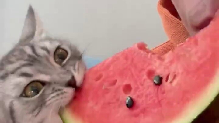 Kucing: Enak banget sampai pupil mataku tiba-tiba melebar! Betapa susahnya hidup yang kamu jalani se