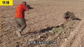 土式灭猪大法，值得学习