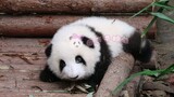 [Animals]Panda trying so hard to climb lumbs