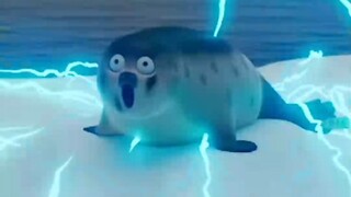 After the lightning #Cute little seal #Funny animation