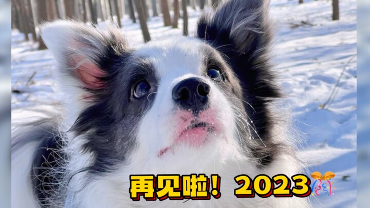 About Pootong the Puppy’s Extraordinary Year